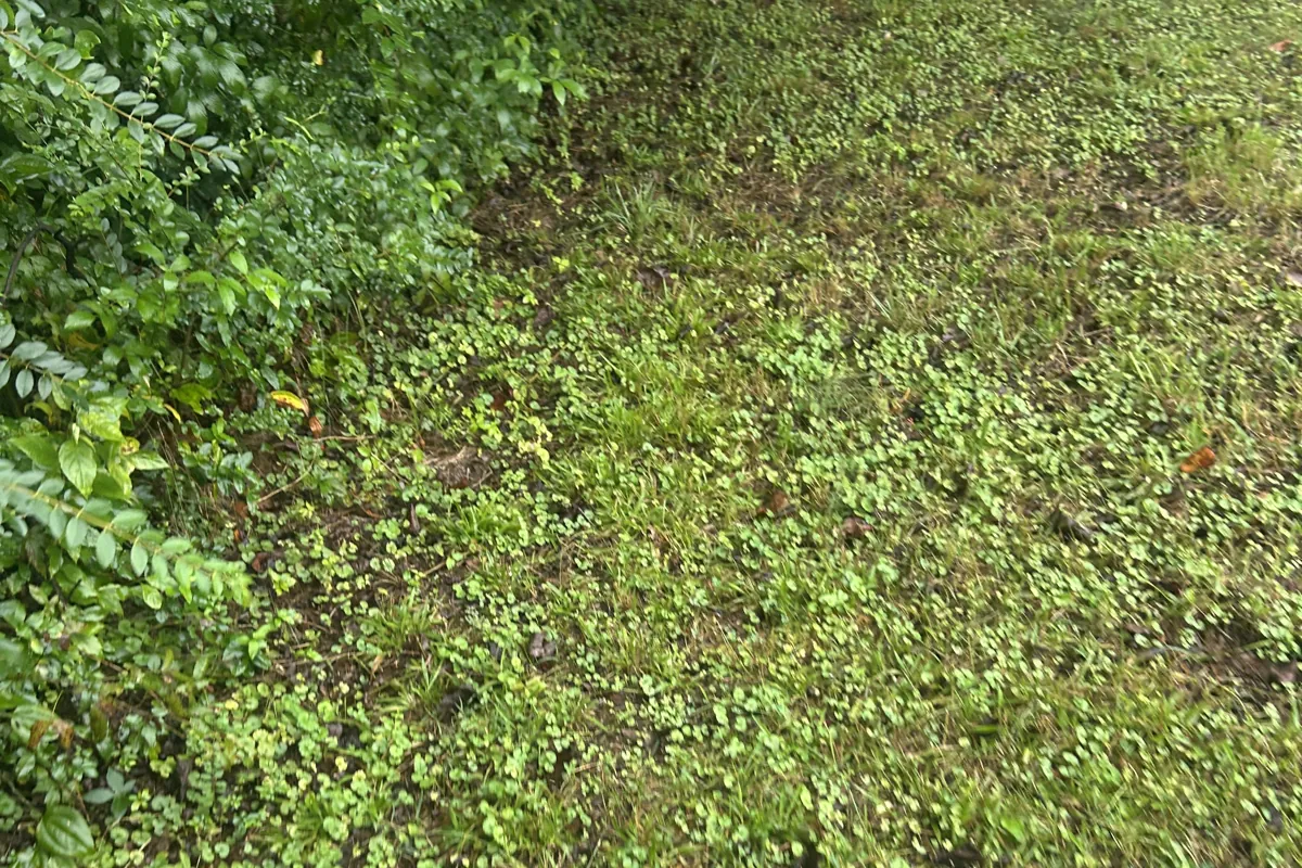Overgrown, brush-covered ditch bank in Fort Payne, AL before Dustline cleanup